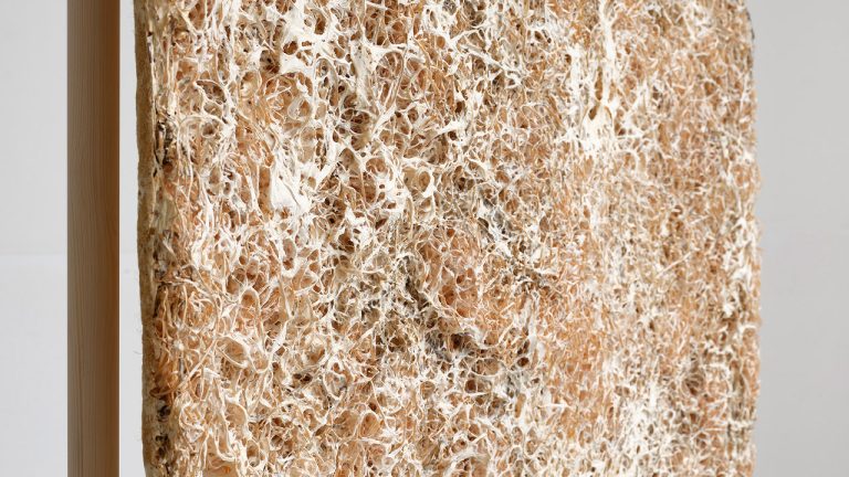 How Mycelium Boards Facilitate LEED and Eco-Friendly Projects in Canada