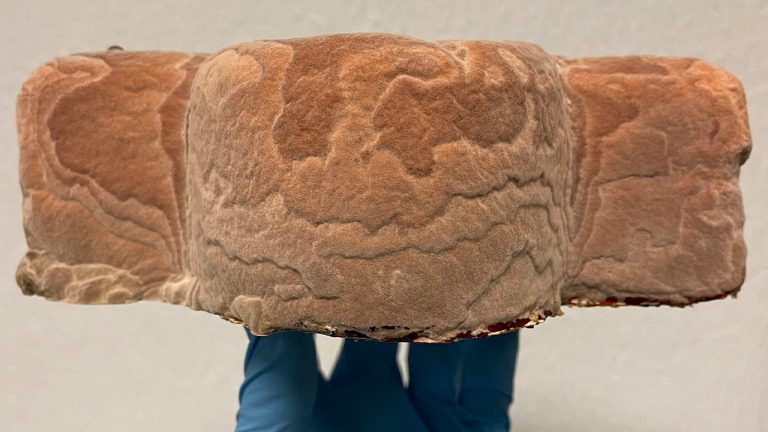 Life Cycle Cost Analysis of Mycelium Boards in Residential and Commercial Buildings