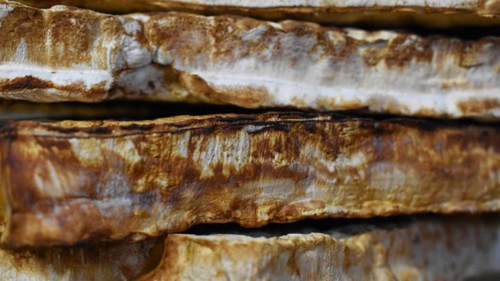 Emerging Bio-Based Material Companies in Canada: Market Analysis and Future Trends